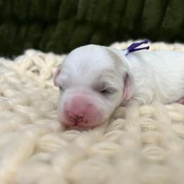 Purple - Parti female Goldendoodle puppy in Lindon, Utah from Ruby’s Minidoodles LLC