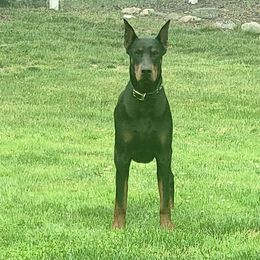 Loki - Doberman Pinscher