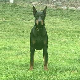 Loki - Doberman Pinscher