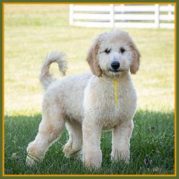 Dorothy - Red  female Goldendoodle puppy in Connersville, Indiana from Deaz Doodle Ranch