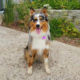 Gypsy - Australian Shepherd