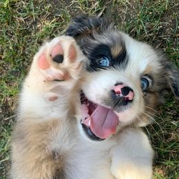 Aussiedoodles from Blu’s Aussiedoodles