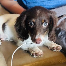 Boy 3 - Piebald male Dachshund puppy in Oklahoma from DRB Dachshunds