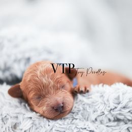 Goldie - Red  male Poodle puppy in Las Vegas, Nevada from Vegas Toy Poodles