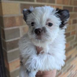 Rex - Parti male Yorkshire Terrier puppy in Gaylesville, Alabama from Sweet Alabama Yorkies