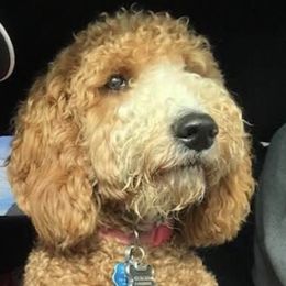 Winnie - Goldendoodle