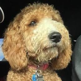 Winnie - Goldendoodle