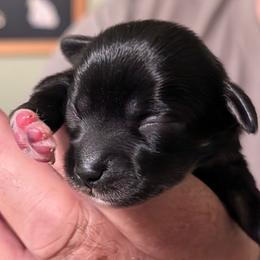 Leon - Black male Lhasa Apso puppy in Fort Worth, Texas from Cynthia's Lhasa Apsos