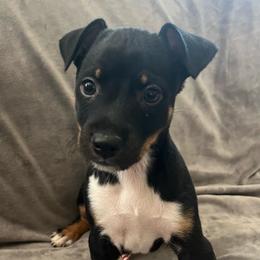 Wyatt - Black white and tan male Rat Terrier puppy in Red Bluff, California from SunnyValley Bostons