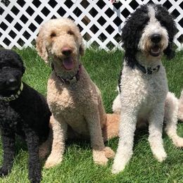 Bernedoodles from Macadoodles