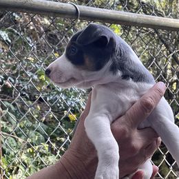 Rat Terrier Puppies from Jaynie Cavin