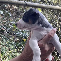 Rat Terrier Puppies from Jaynie Cavin