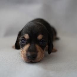 Girl 2 - Black and cream female Dachshund puppy in Quemado, New Mexico from TNT Dachshunds