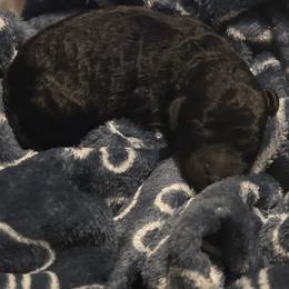 Blue male - Silver male Poodle puppy in Berkeley, California from Poodle Parade