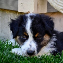 Australian Shepherd Puppies from Saddle Peak Aussies