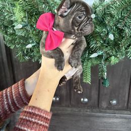 Mulberry - Brindle female French Bulldog puppy in Millville, California from Wooftown Kennels