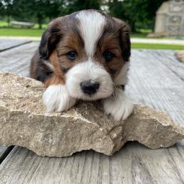 Wild sable boy - Sable male Aussiedoodle puppy in Hillsboro, Illinois from Shoal Creek Puppies