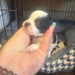 Reese - White male Morkie puppy in Winston Salem, North Carolina from Patty’s Paws