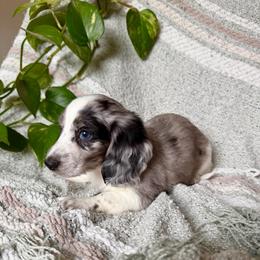 AKC Black Dapple-Piebald - Dapple male Dachshund puppy in Colville, Washington from G&B Iron Mountain Dachshunds