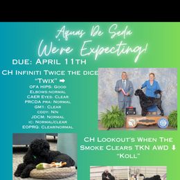 Portuguese Water Dog Puppies from Aguas de Seda