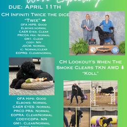 Portuguese Water Dog Puppies from Aguas de Seda