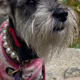 Miniature Schnauzers from Romel's Schnauzers