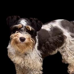 Calli - Miniature Schnauzer