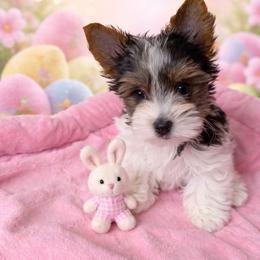 Kimber - Black tan and white female Biewer Terrier puppy in Jefferson County, Ohio from ORBiT Ohio River Biewer Terriers