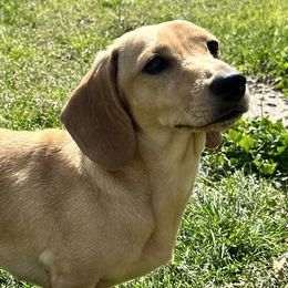 Eevee - Dachshund
