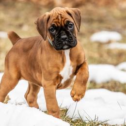 Puppy 6 - Fawn female Boxer puppy in Perry, Michigan from Boxer Boulevard