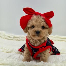 Honey - Cream female Cavapoo puppy in Melissa, Texas from Southern Love Cavapoos & Maltipoos