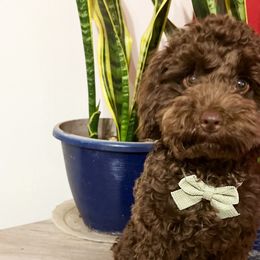 Aussiedoodles, Goldendoodles, and Poodles from Designer Doodles of South GA