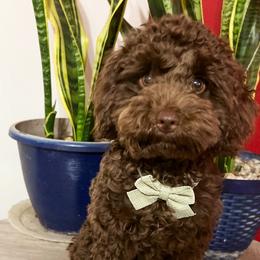 Aussiedoodles, Goldendoodles, and Poodles from Designer Doodles of South GA