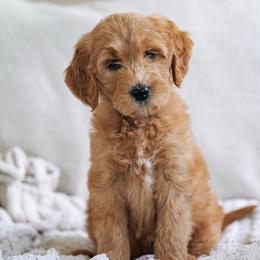 Purple collar - Jasmine - Red  female Goldendoodle puppy in Duncan, South Carolina from Abner Creek Poodles & Doodles