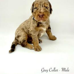 Hickory - Merle male Bernedoodle puppy in Thornville, Ohio from Four Front Doodles & Friends