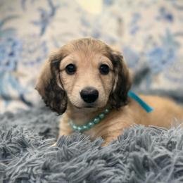 BODIE - Cream male Dachshund puppy in Ville Platte, Louisiana from Cajun Pawfection