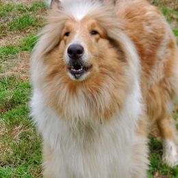 Berger Picards and Collies from JEM'S Collies-Berger Picards