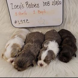Shih Tzus from Little Shih-tzu That Could
