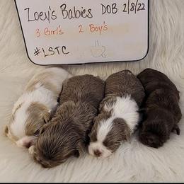 Shih Tzus from Little Shih-tzu That Could