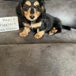Letty - Black and tan female Dachshund puppy in Stuart, Iowa from Johnson Family Paws