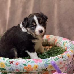 Foxy - Black tri-color female Australian Shepherd puppy in California from Eagle River Aussies