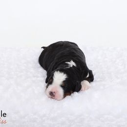 Bernedoodle Puppies from Bernedoodle Bliss