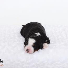 Bernedoodle Puppies from Bernedoodle Bliss