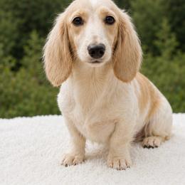 Oakley - Dachshund
