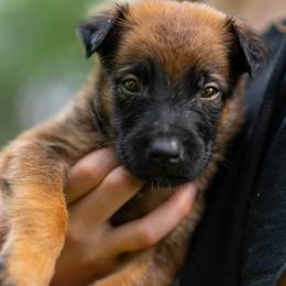 Echo - Fawn male Belgian Malinois puppy in Lincoln, Nebraska from Nebraska K9