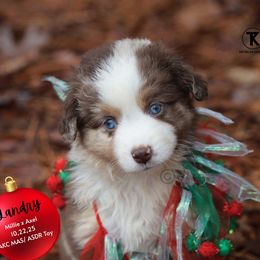 Landry - RMM - Red merle male Toy Australian Shepherd puppy in Nacogdoches, Texas from TK Standard, Mini, & Toy Aussies