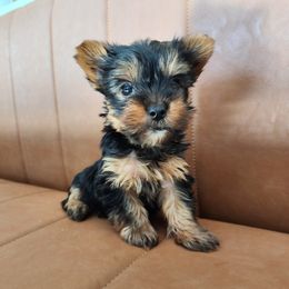 Yorkshire Terrier Puppies from North Texas AKC Yorkies