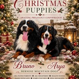 Bernese Mountain Dog puppies from Bunn Ranch Goldens & Bernese