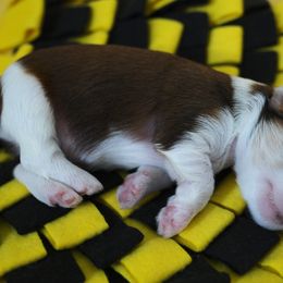 Havanese Puppies from Bella Dulce Havanese