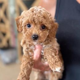 Breeze - Red  male Poodle puppy in Wharton, Texas from In the Red Poodles